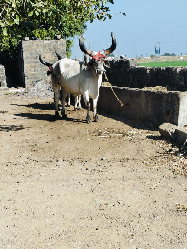 બળદ વેચવાના છે