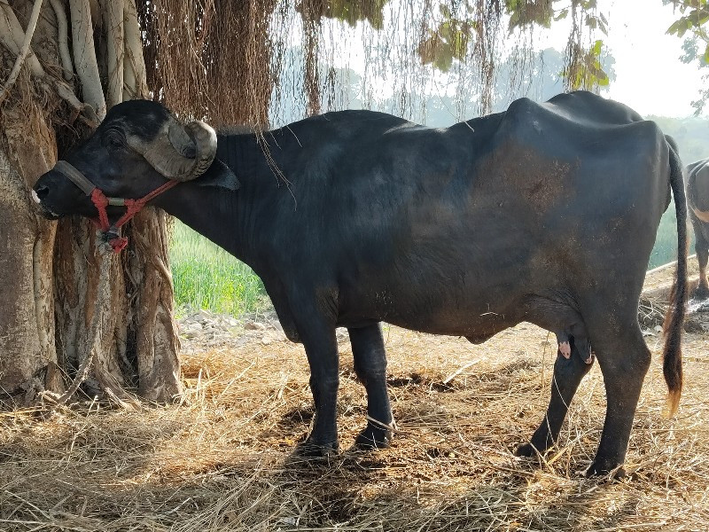 ભેંસ વેચવાની