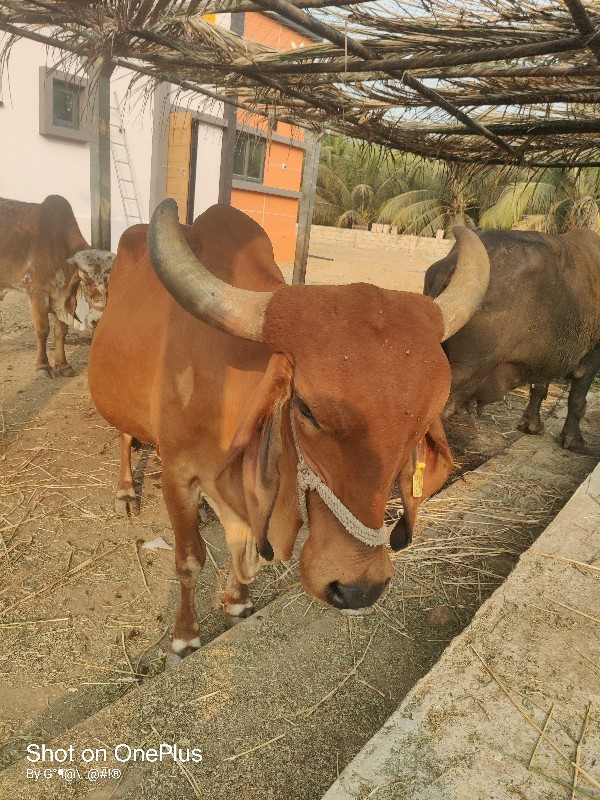 ગાય વેચવા ની છે