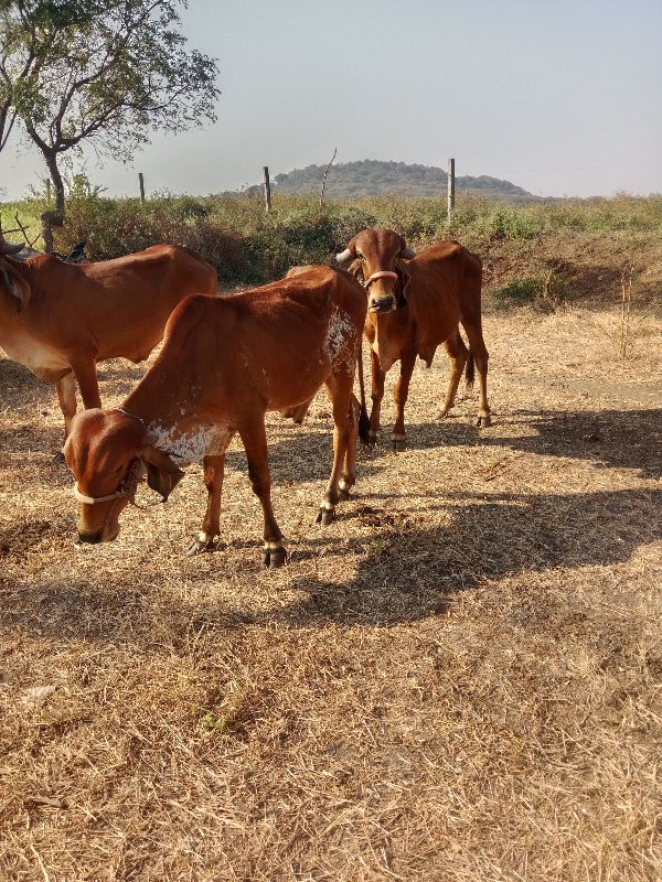 ગોઢલા. વેચવાનાચ...