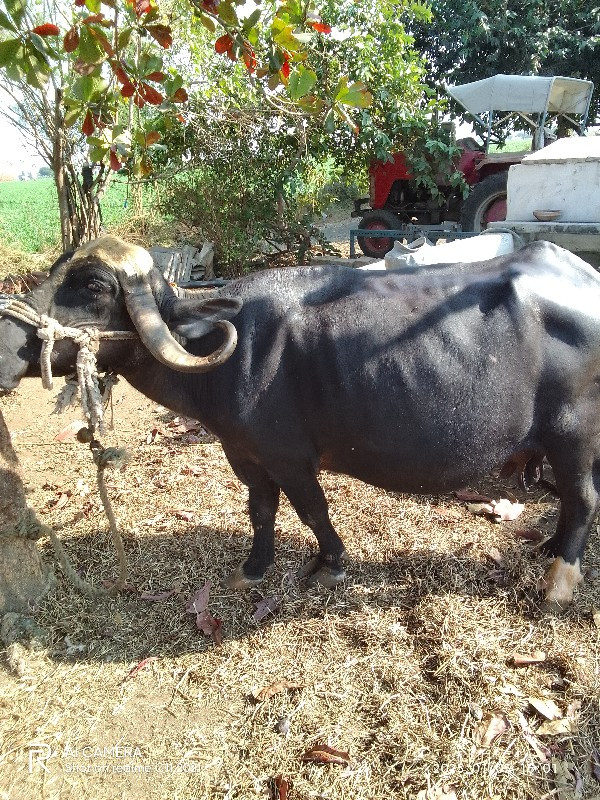 ભેસ વેચવાની છે