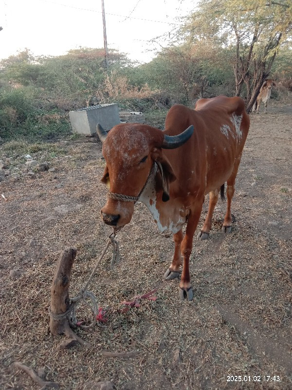 ગાય વેસવાની છે