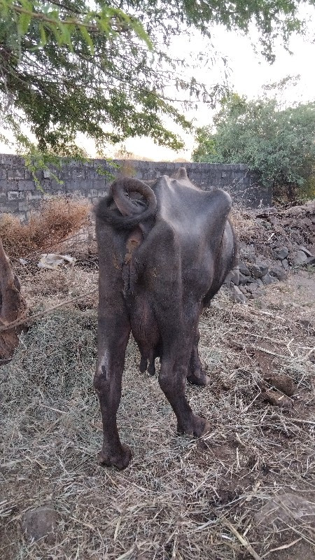 ભેંશ વેચવાની છે...