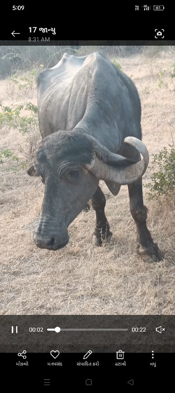 ભેંસ વેચવાની છે