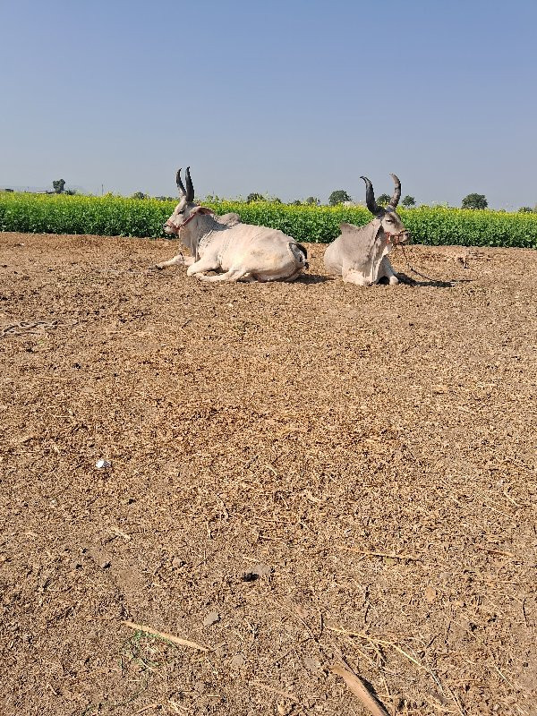 ગોઢલા વેશવા નાછ...