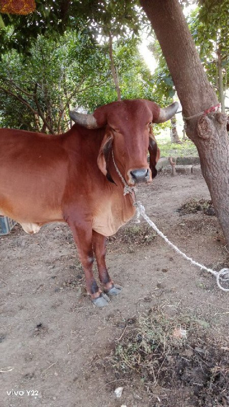 ગીર ગાય વેચવાની...