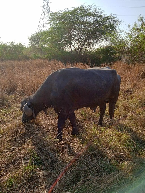 પાડો વેચવાનો છે