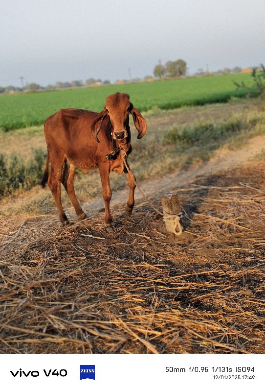 ગાય