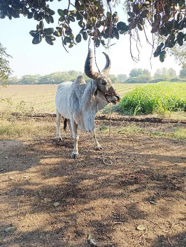 બરદ. વેચવાનોછે