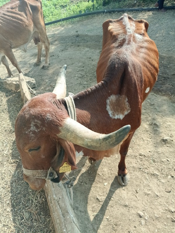 ગાઈ