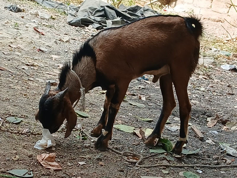 બકરો  1 બકરી 1