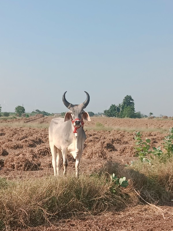 આવો ગોધલો  લેવા...