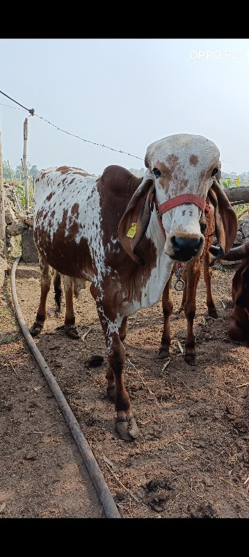 નંદી માટે વાછડો...