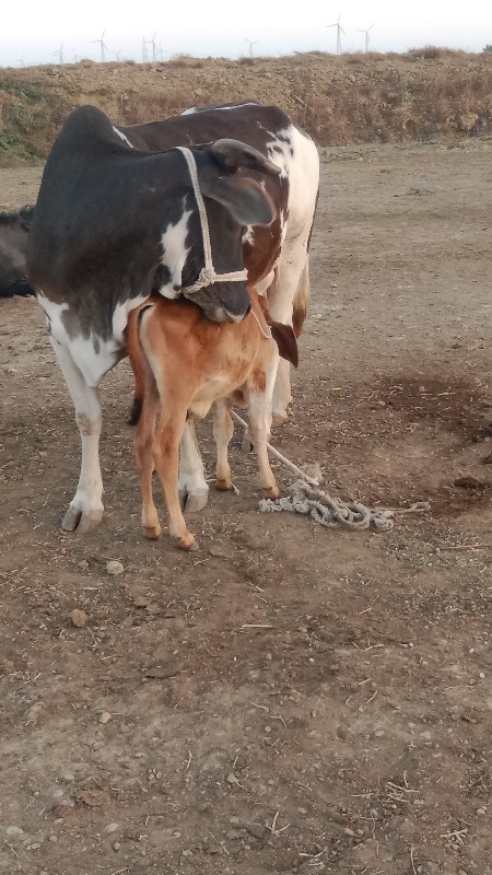 hf ગાય વેચવાની...