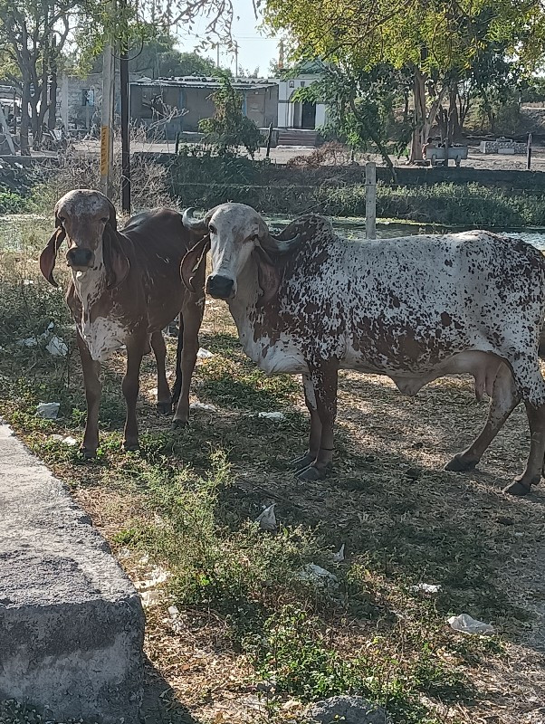 ગીર ગાય વેશવા ન...