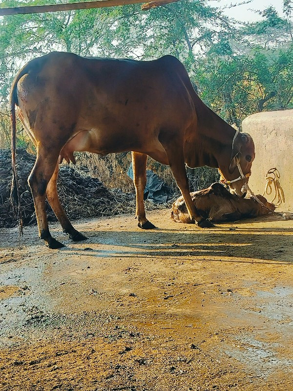 ગાય દેવાનિછે