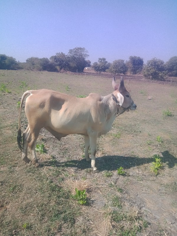 આ ગોઢલો વેચવાનો...