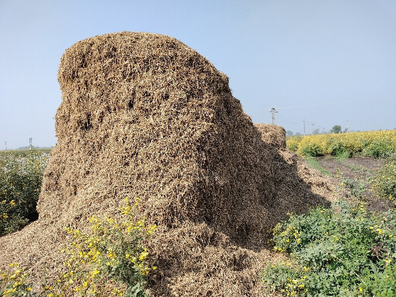 મગફળી નો ચારો વ...