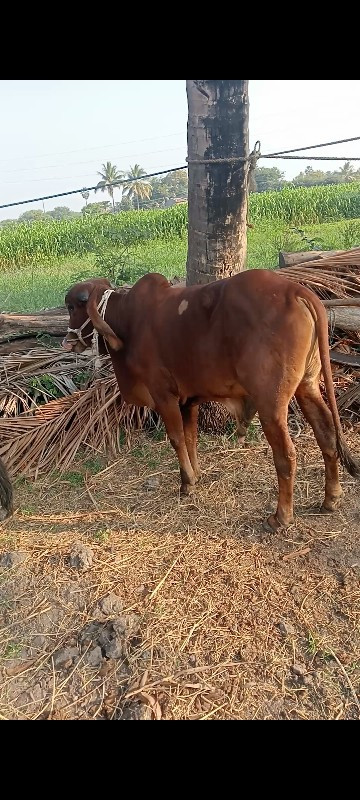 ગોધલોવેશવાનોશે