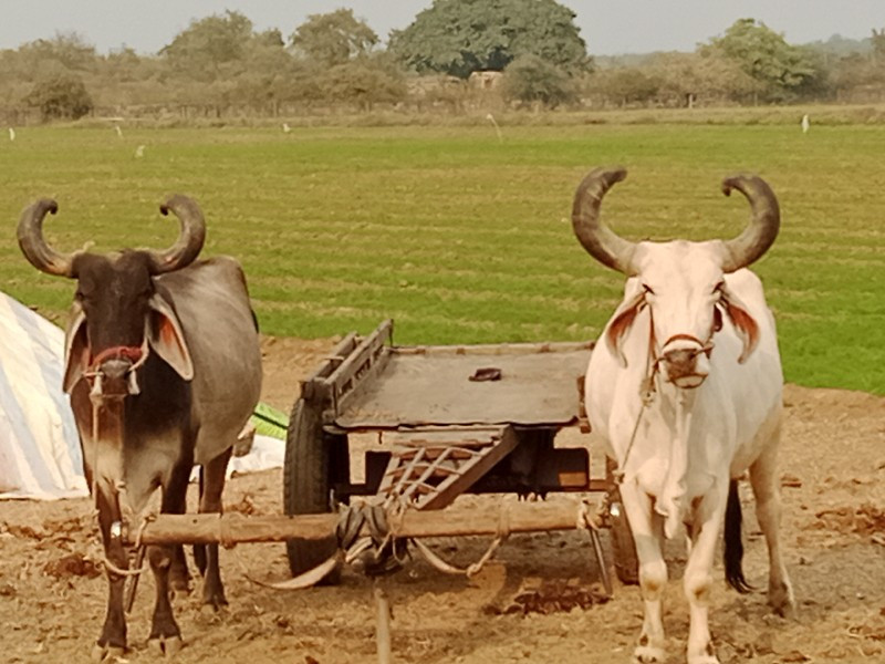 બળદ વેચવા ના છે