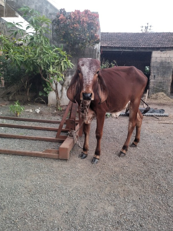 દેવા નીસે