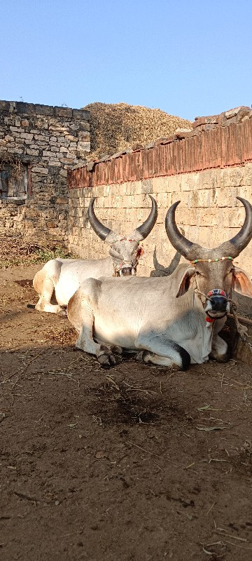 gothala vesvana...