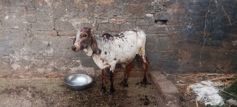 ગીર ગાય વેચવાની...