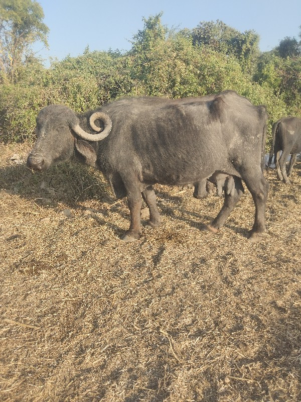 ભેંસ વેચવાની છે