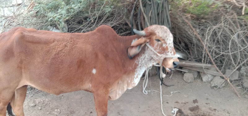 ગાય પેલું વેતર...