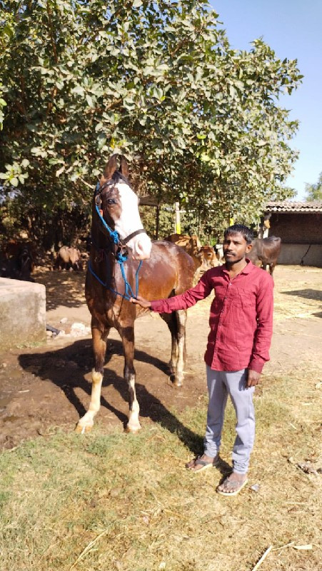 આ વસેરી વેચવાની...