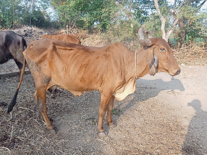 ગાય