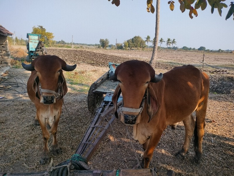 ગોધલા