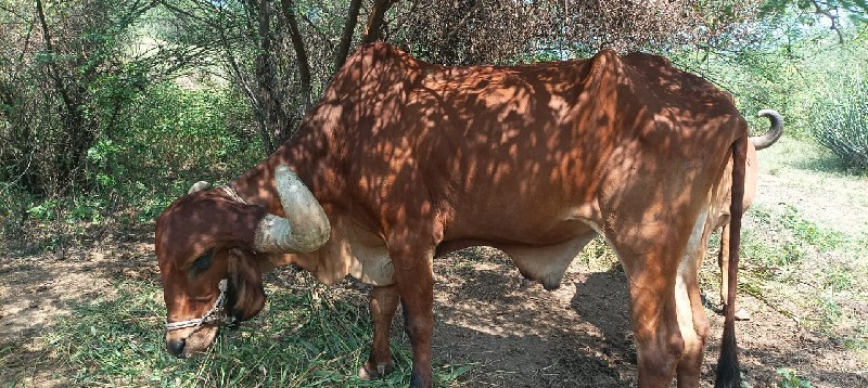 4 ગોઢલા વેચવાના...