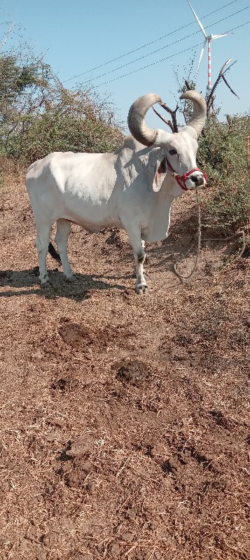 બણધ