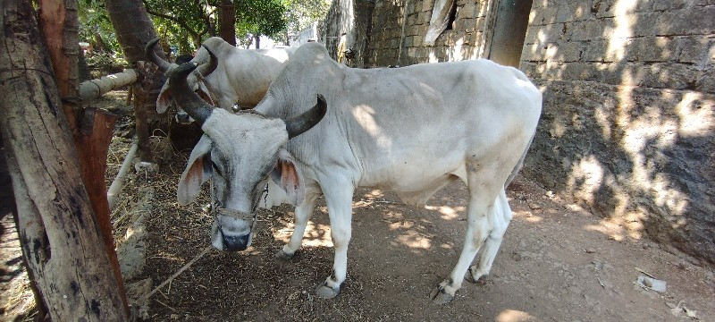 બળદ