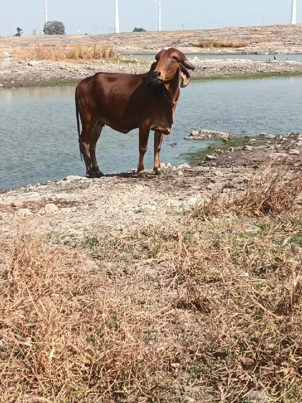 ચોટીલા બોટાદ આજ...