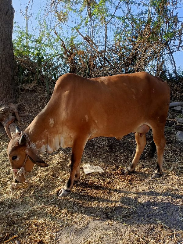 હોળકી વેચવા ની...