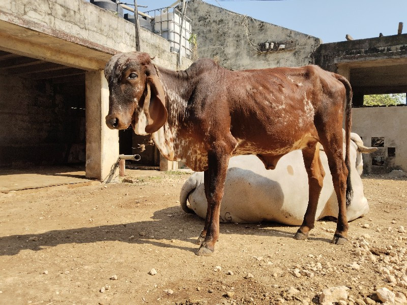 ગીર વાછડી વેચ વ...