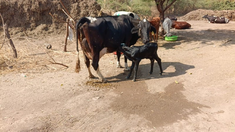 ગાય વેચવાની છે