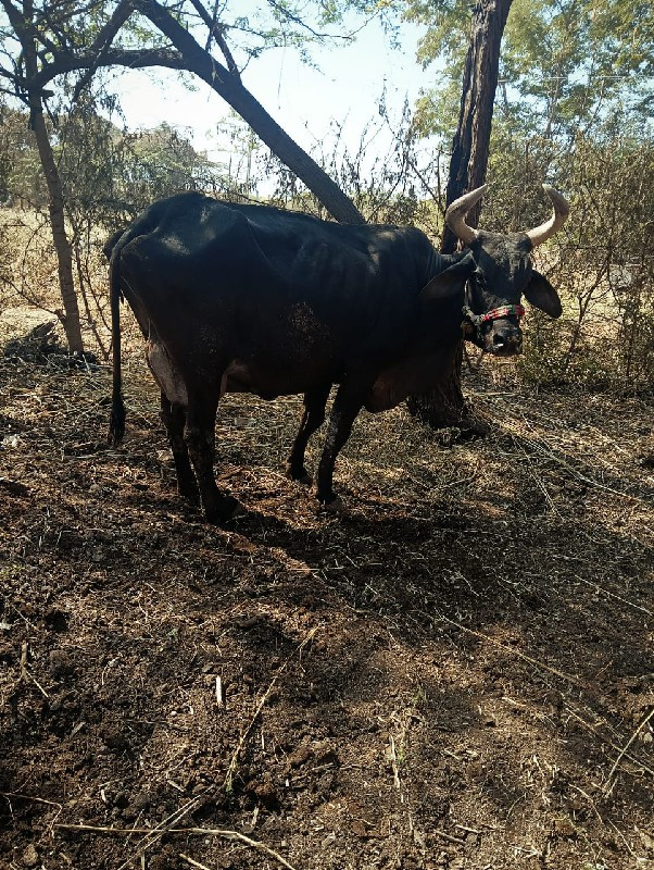 જર્સી ક્રોસ ગાય...