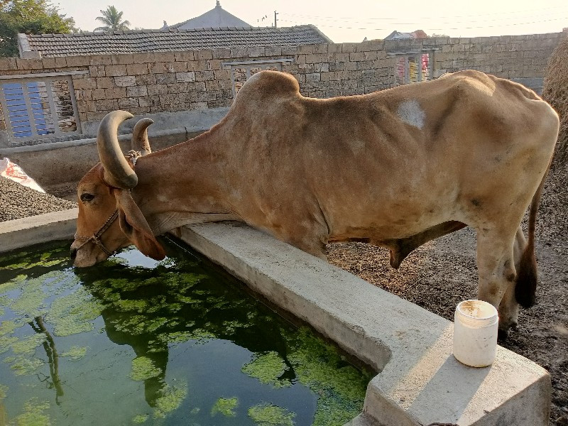 બળદ વેચવાનો છે.