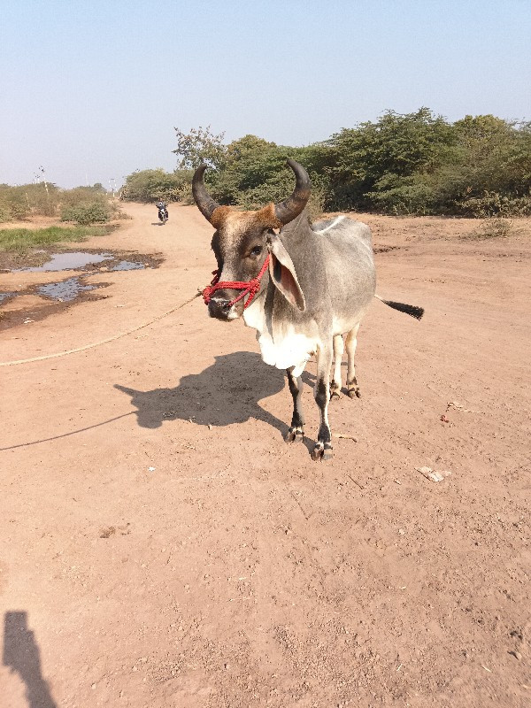 ગાડામાં ચાલુ