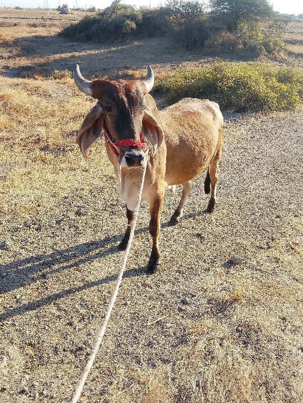 વેચવાનો છે