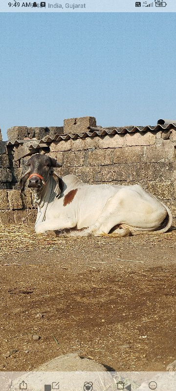 ગાય વેચવાની છે