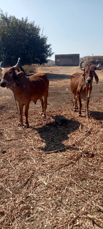 બળદ વેચવાના છે...