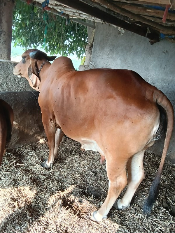 ગાય વેચવાની છે