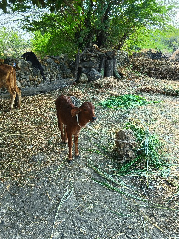 દેસી ગાય વેશવા...