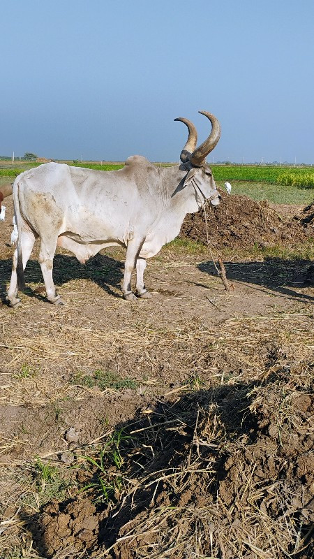 બળદ વેચવનો સે