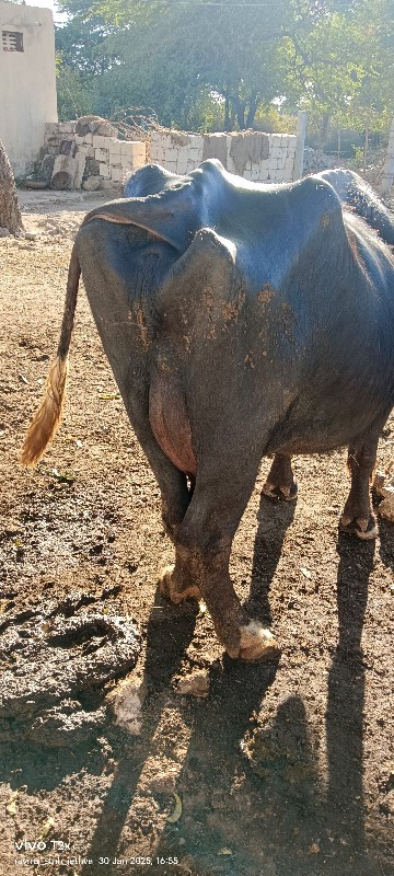 ગડુ ,ભાણવડ ૩૬૦૫...