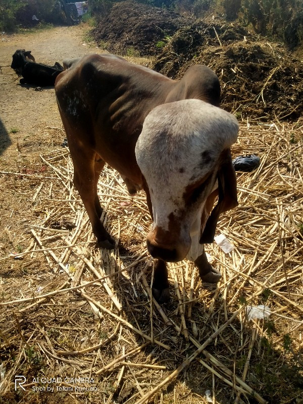 ખૂંટ વેચવાનો છે